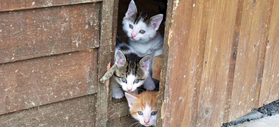 curious kittens